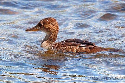 Juvenile Merganser_27670.jpg - Photographed along the Ottawa River at Ottawa, Ontario, Canada.